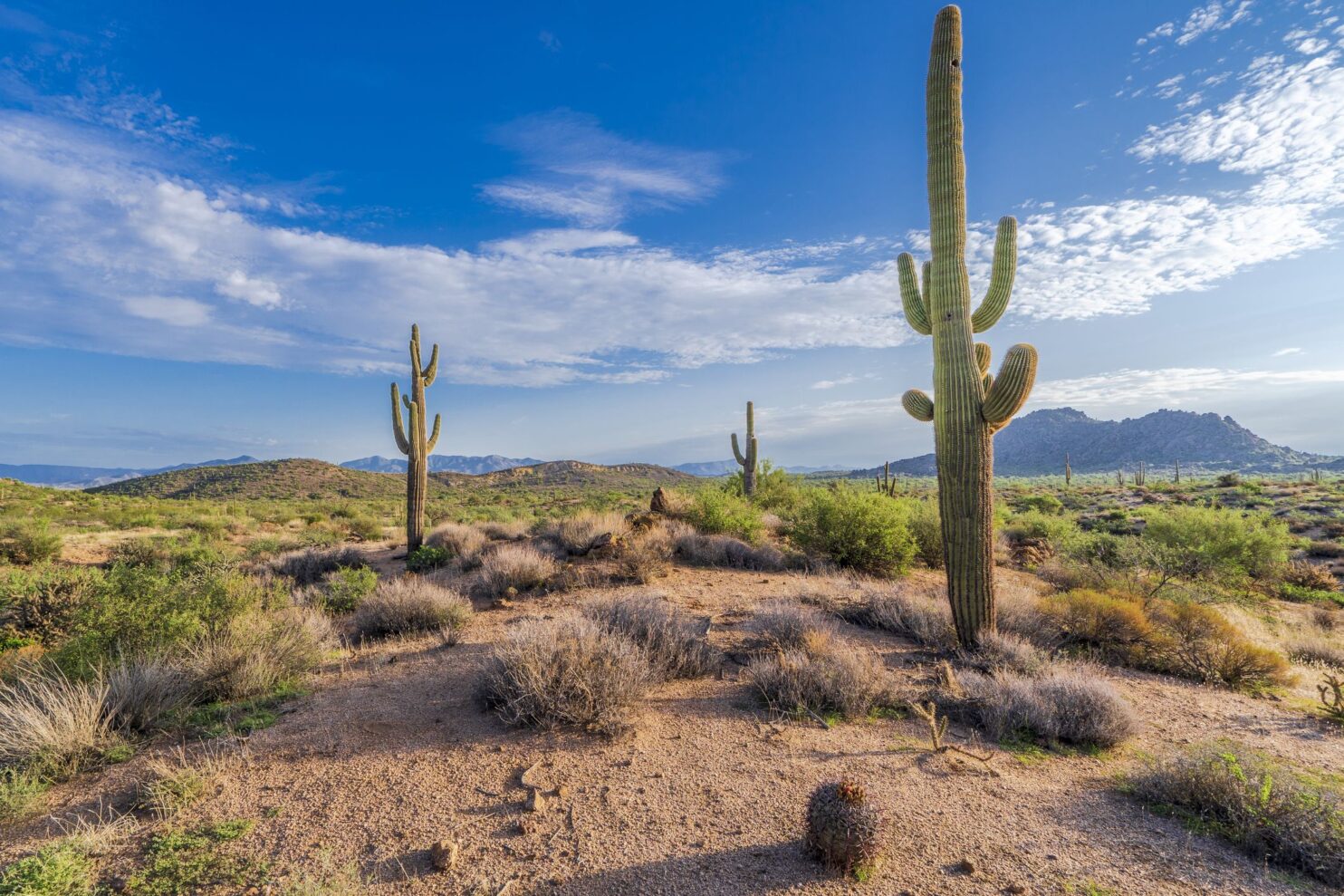 A group of cactus in a desert with Saguaro National Park in the background